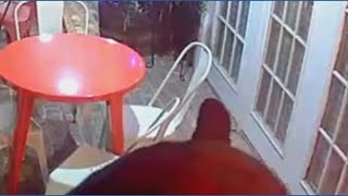 Black bear spotted trying to break into Gatlinburg business