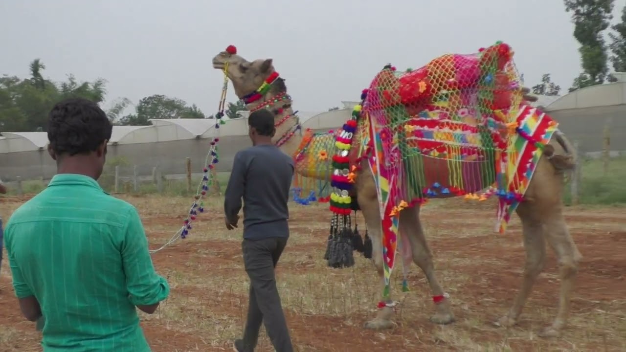 Camel Theme Park Open Shortly At Bengaluru More Information  7411799003