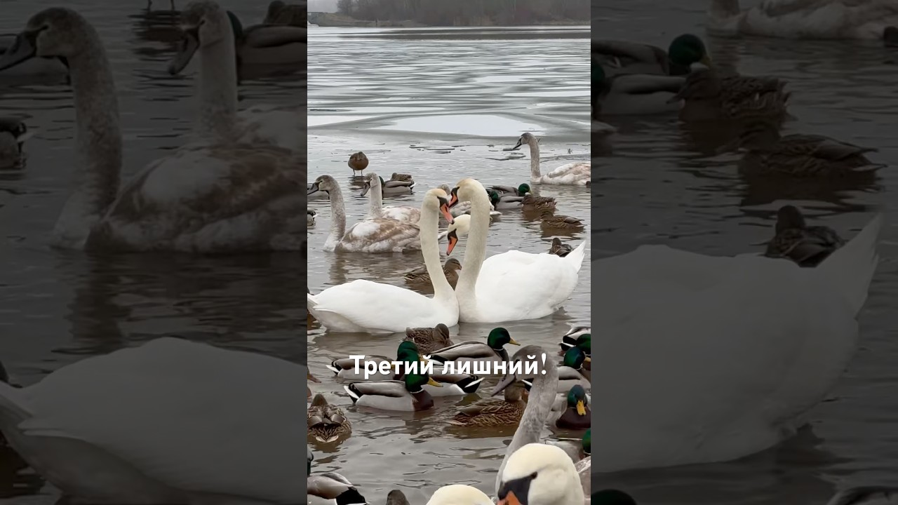 Третий лишний бывает и у лебедей. 