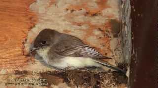 Eastern Phoebe's Building Nest