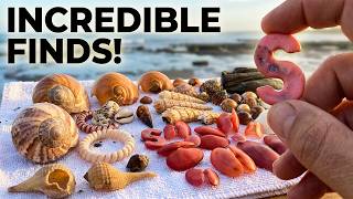 After low tide, the shells appear – incredible finds!