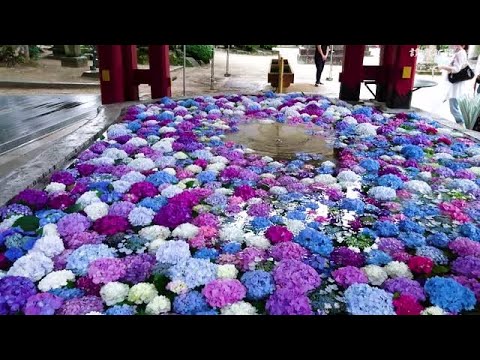 手水鉢に彩り 太宰府天満宮 Youtube 手水鉢に彩り 太宰府天満宮 Youtube