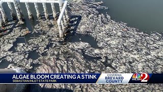 An algae bloom in Sebastian Inlet is creating a stink