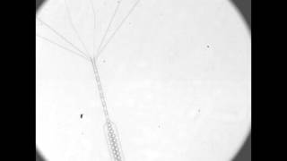 Process of Microbubble Fabrication