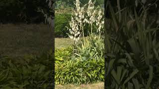 FLOR DE IZOTE EN USA 😱😱