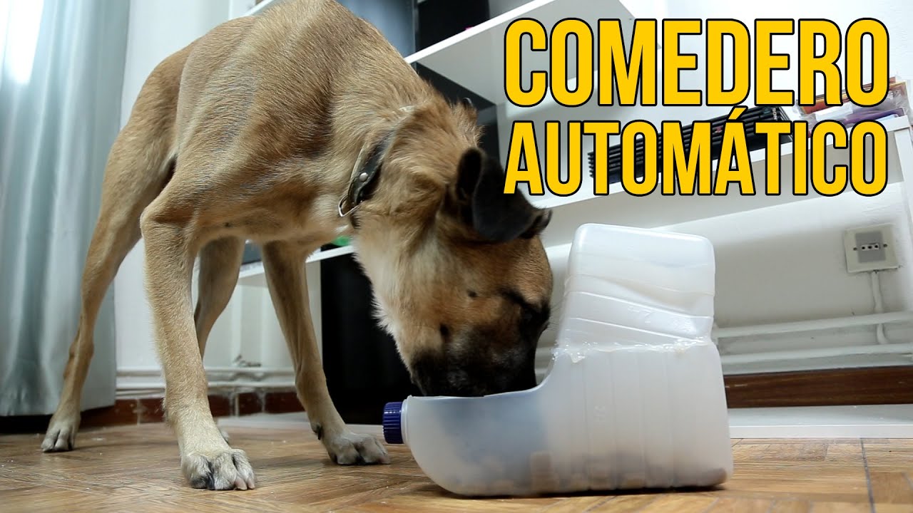 Cómo hacer un comedero automático para perros (Experimentos Caseros) -  YouTube