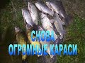 Рыбалка близ Алматы. Фидер против поплавка. Огромные караси