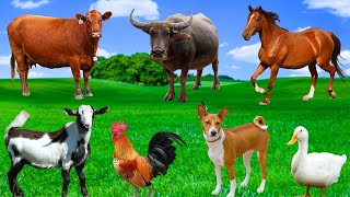Tìm Hiểu Động Vật Nông Trại - Bò, Gà, Dê, Trâu, Ngựa, Thỏ - Động Vật Quen Thuộc screenshot 5