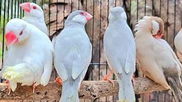 Java sparrows singing sound: in the morning java sparrow come to the forest for sing sweet songs.