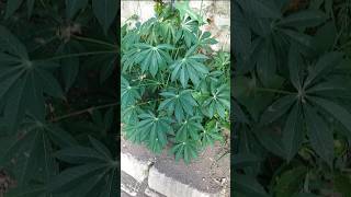 ?#Mira que linda mata de yuca#?