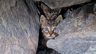 Poor Scared Homeless Kittens Hiding Under Rocks.