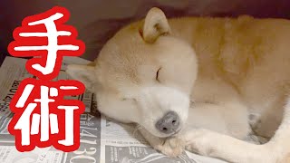 12歳柴犬くうちゃん緊急手術😢 - YouTube