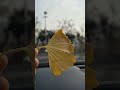 Ginkgo biloba fan-shaped yellow leaf
