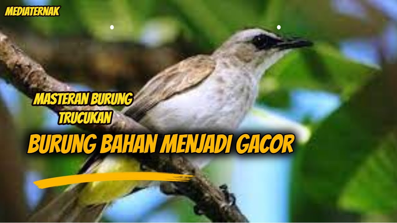 Masteran Suara Burung Trucukan Agar Cepat Gacor||Media Ternak 