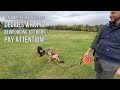 Train Your Dog to Heel in 1 Day - NO LEASH REQUIRED!