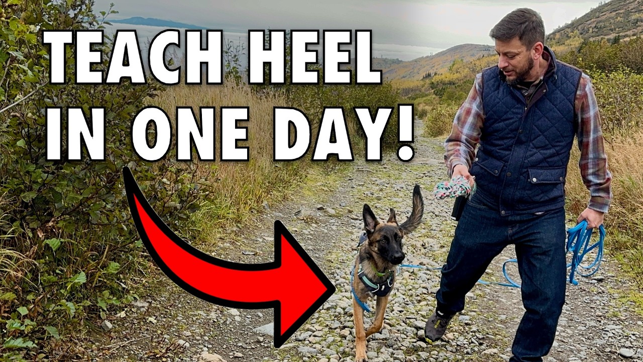 How to Train My Dog to Walk Next to Me: Easy Steps for Success