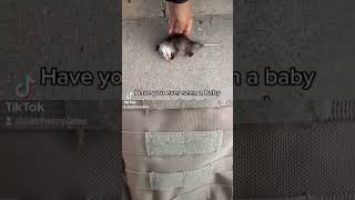 baby possum plays dead cute funny #shorts