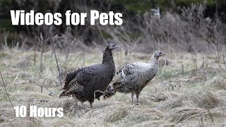 Wild Turkeys, Squirrels and Birds in a Canadian Forest - 10 Hour Video for Pets - Jan 10, 2024