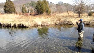 first virginia trout