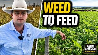 Giant Rat’s Tail Grass: How One Farm Turned It Around