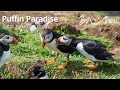 Puffins on Lunga Island Scotland