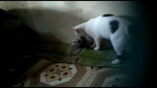 Ndut Meusili Adik Bayix 2