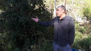 Aralarda Aralarda
