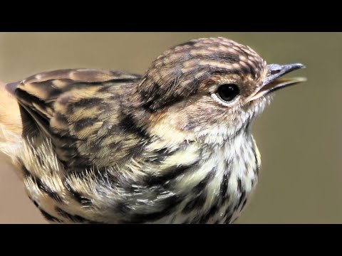 Video: Capercaillies Nest-sallad Med Vaktelägg