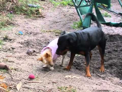 rottweiler good with other dogs