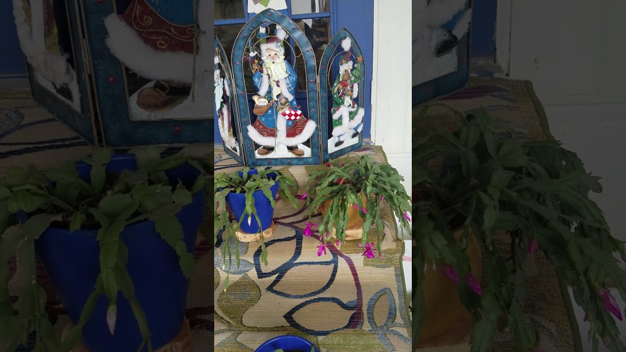 Christmas cactus Christmas Day 
