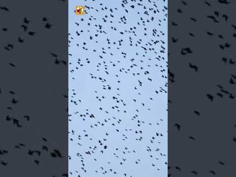 Crow Sounds (Crows Flying On A Blue Sky)
