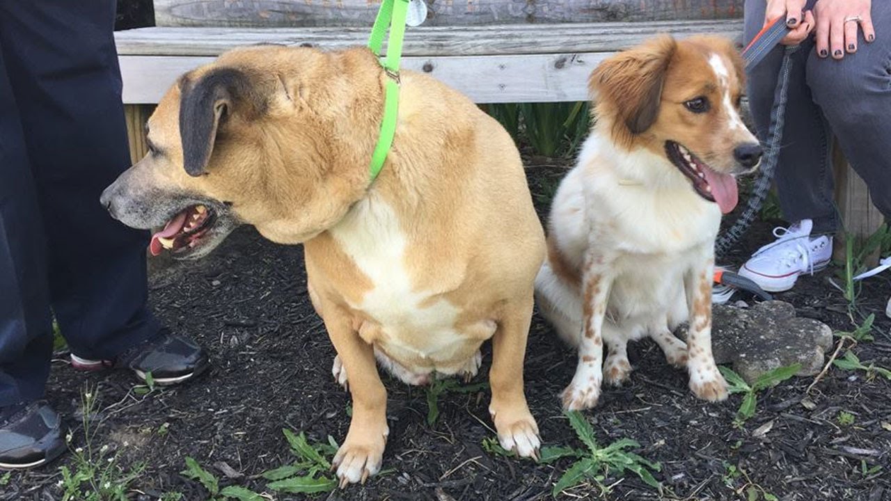 Max's Mission 5yearold rescue dog Albert needs a forever home YouTube