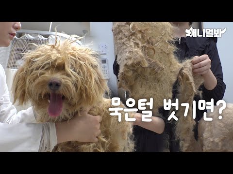 ㅣWhat We Should <strong>Do</strong> To Save This <strong>Dog</strong>?