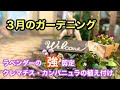 【花一杯のガーデンにする為に】ラベンダーの強剪定・クレマチスの植え付け・カンパニュラの植え付けをする動画です。#クレマチス #ガーデニング #gardening #ラベンダー