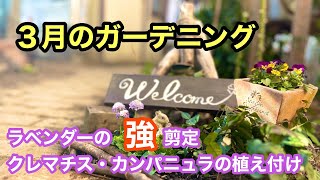 【花一杯のガーデンにする為に】ラベンダーの強剪定・クレマチスの植え付け・カンパニュラの植え付けをする動画です。#クレマチス #ガーデニング #gardening #ラベンダー