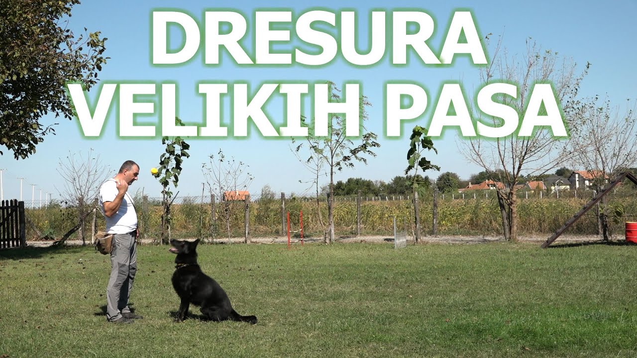 Dresura velikih pasa
