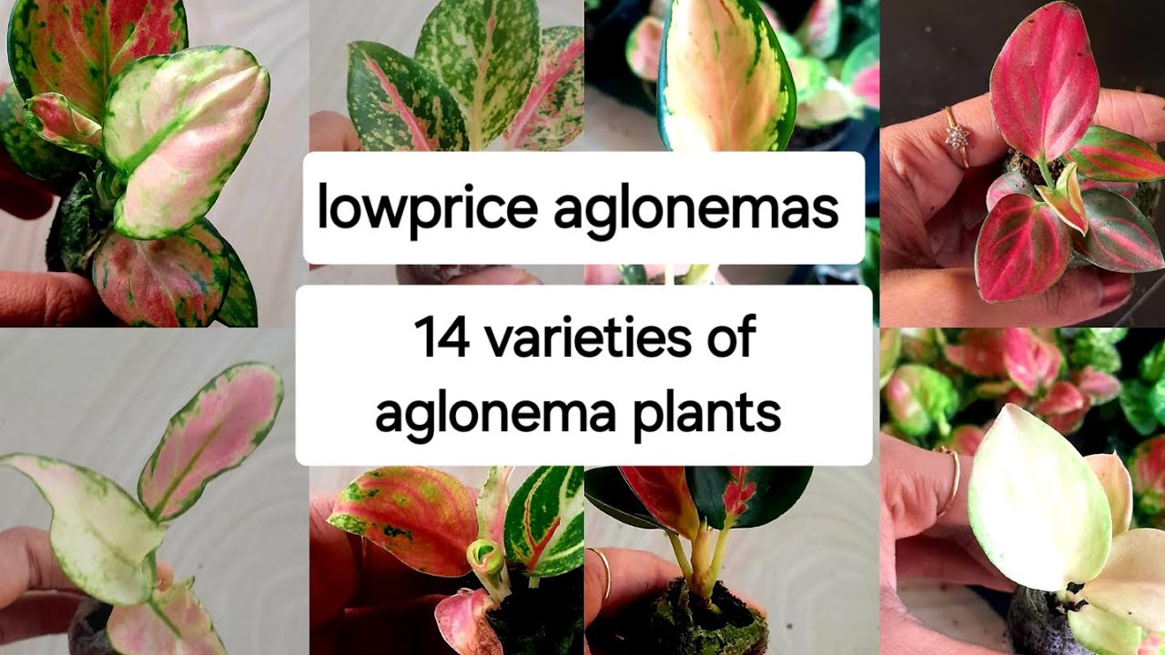 Aglonema plants in Lowprice, കുറഞ്ഞവിലക്ക് aglonema ചെടികൾ