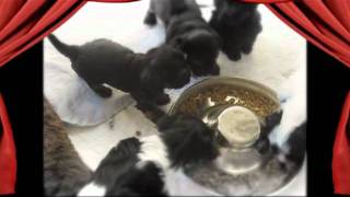 Lamontana Havanese Glorious Glorias Eat Fromflying Saucer