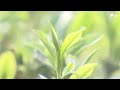 一番茶の生産量で静岡県が1位に 鹿児島県を抜いて首位となるのは2年ぶり「抹茶ブーム」も追い風