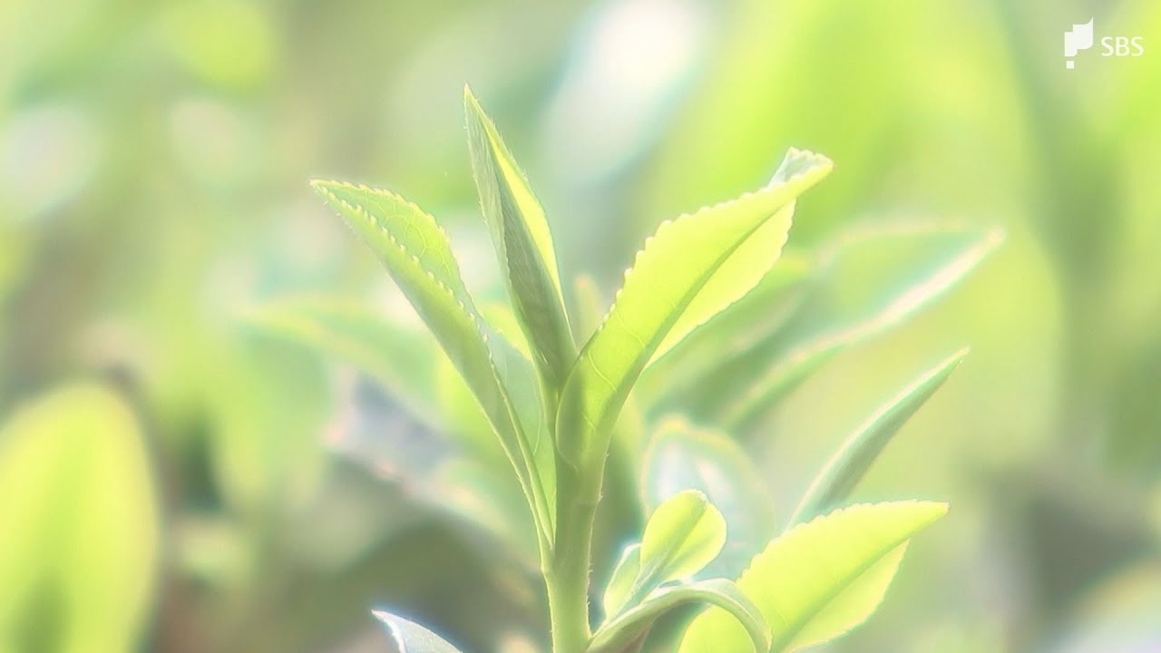 一番茶の生産量で静岡県が1位に 鹿児島県を抜いて首位となるのは2年ぶり「抹茶ブーム」も追い風