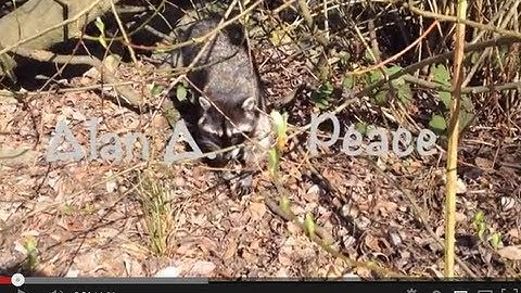 Alan A. - Advent: Peace