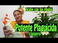 POTENTE PLAGUICIDA CASERO-ACABA CON LAS PLAGAS/Liliana Muñoz