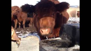 Happy Cows Support CCALT