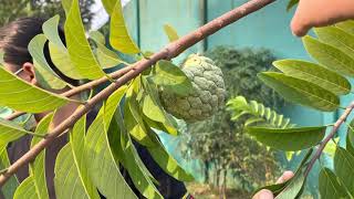 Cara petik buah srikaya dari pohon srikaya