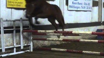 Rastelo van OLV Hove Z