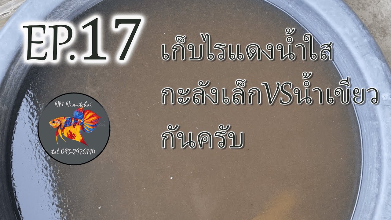 Ep.17เก็บไรแดงน้ำใสกะลังเล็กVSน้ำเขียวกันครับ