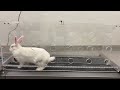 Training rabbit on treadmill with implanted biodegradable piezoelectric graft