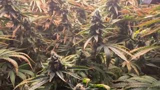 3 Alaskan Thunderfucks ready for flush Powered By Bloom Plus & Root Box Hydroponics #bloomplus