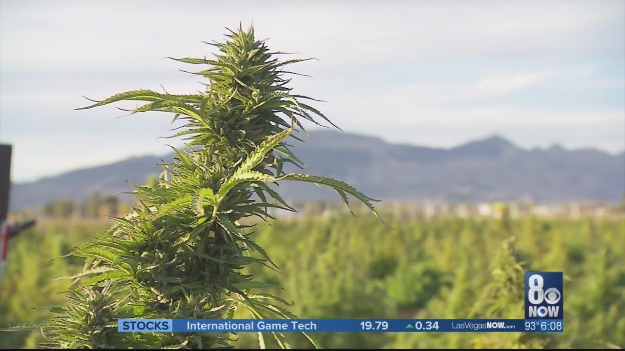 UNLV offers accredited cannabis course