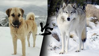 Kangal Vs Wolf - Who Would Win In A Fight?